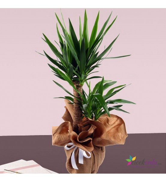 İkili Yucca Saksı Çiçeği
